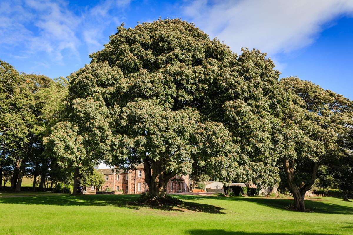 Hotel Lunan House Arbroath Exteriér fotografie